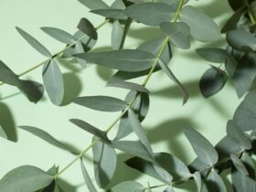 eucalyptus fond vert