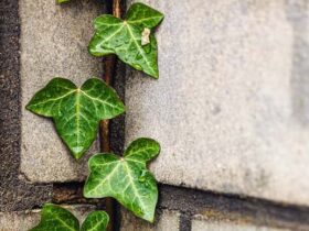 plante grimpante mur exterieur