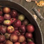recolte pomme pommier du kazakhstan