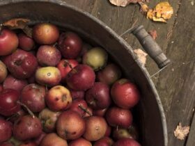 recolte pomme pommier du kazakhstan