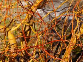 saule crevette sans feuille