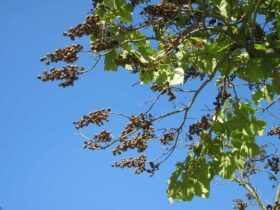 arbre paulownia
