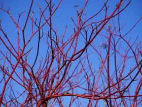 branche cornouiller rouge