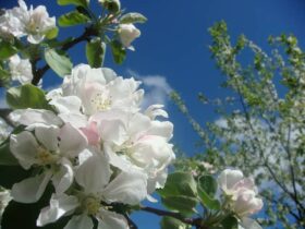 fleurs blanches fruitier