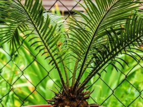 cycas revoluta feuilles vertes