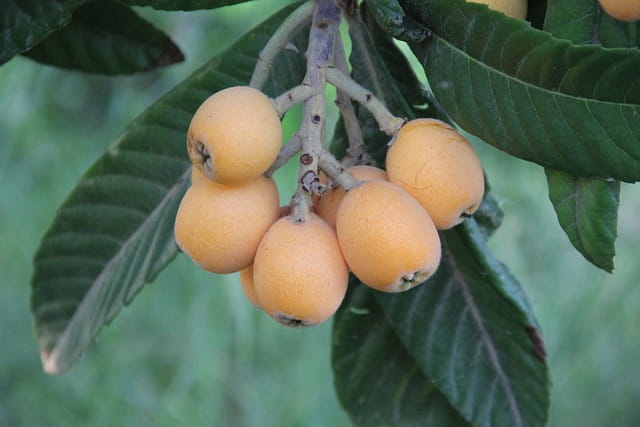 nefles