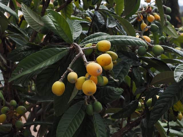 neflier du japon fruit